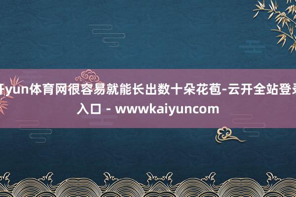 开yun体育网很容易就能长出数十朵花苞-云开全站登录入口 - wwwkaiyuncom